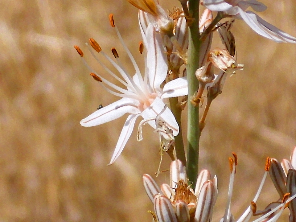 Asphodelus aestivus