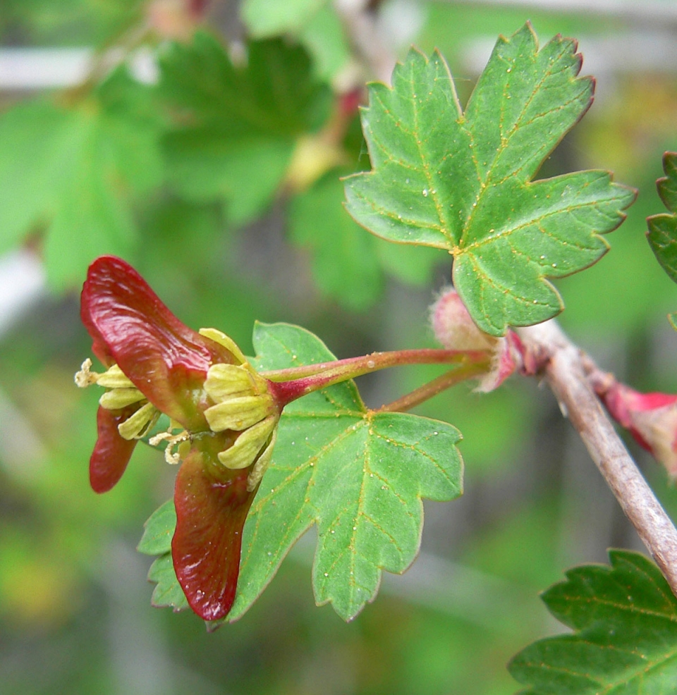 Acer glabrum