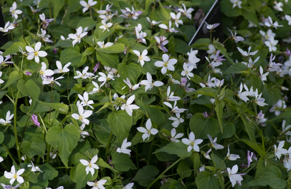 Viola canadensis