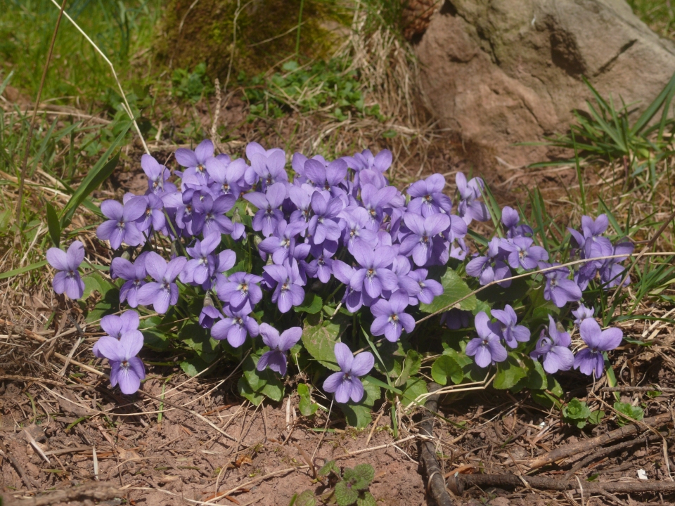 Viola odorata