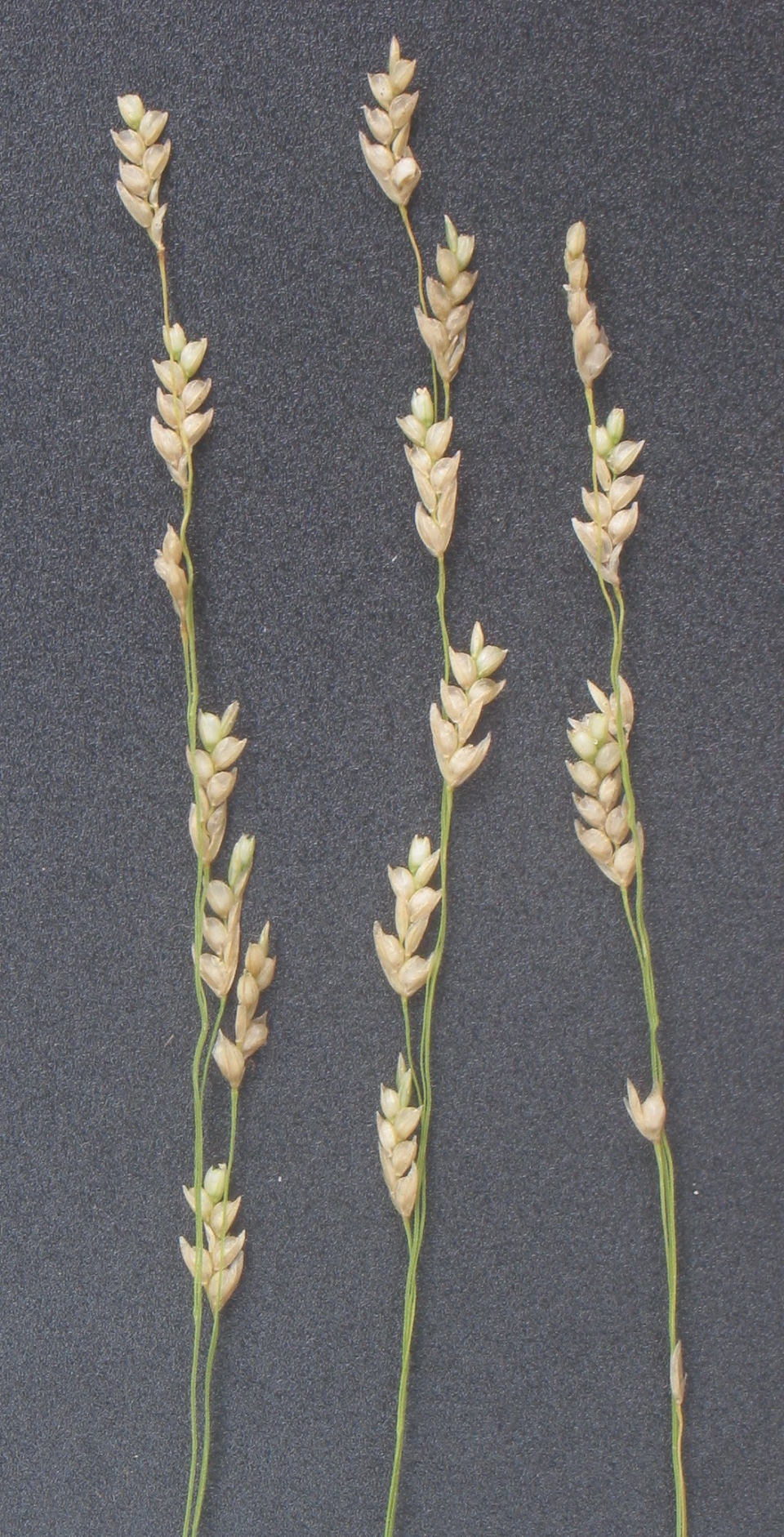 Eragrostis tef