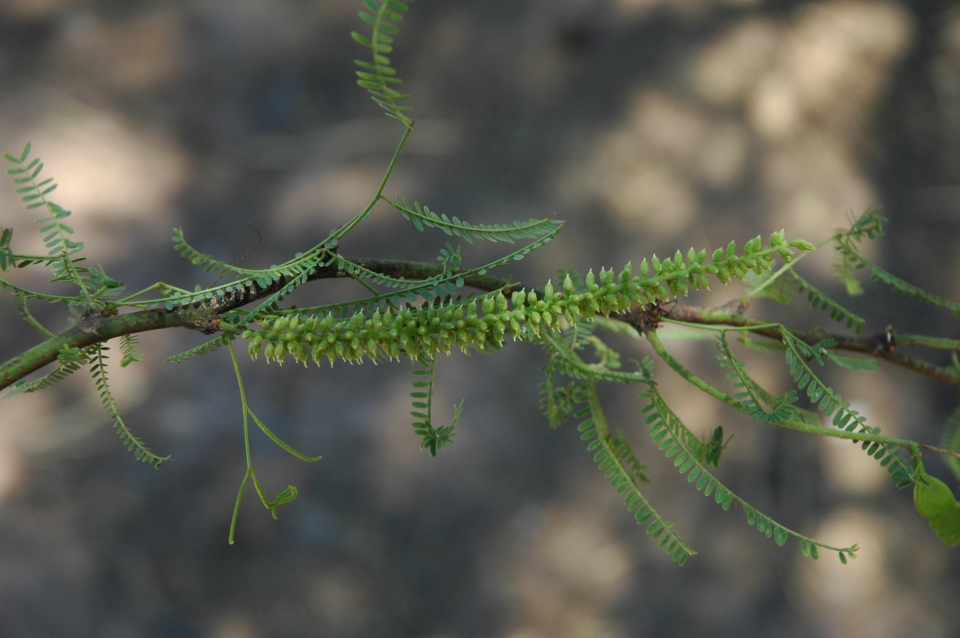 Prosopis alba