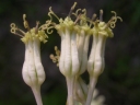 Arnoglossum atriplicifolium