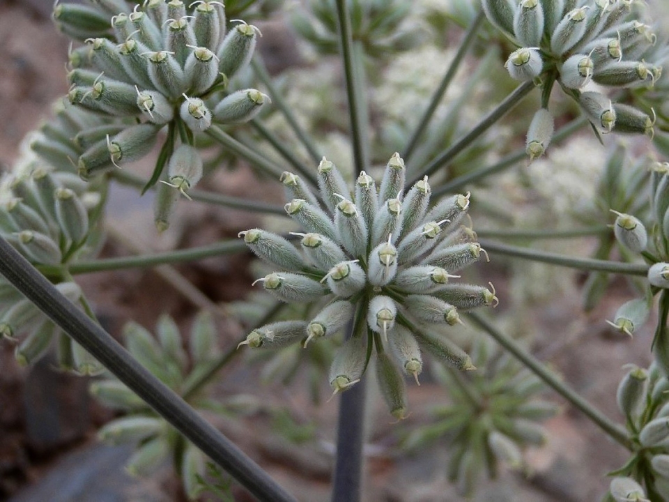 Athamanta sicula