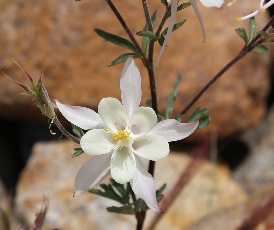 Aquilegia pubescens