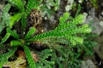 Selaginella tamariscina