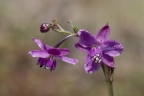 Arthropodium minus