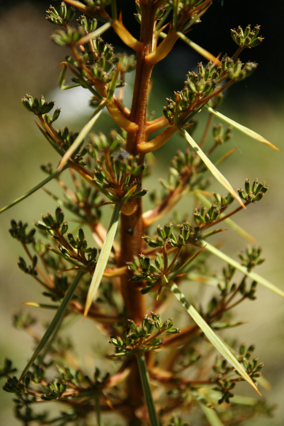 Aciphylla squarrosa