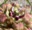 Asclepias asperula