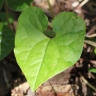 Asarum sieboldii