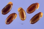 Acacia pycnantha