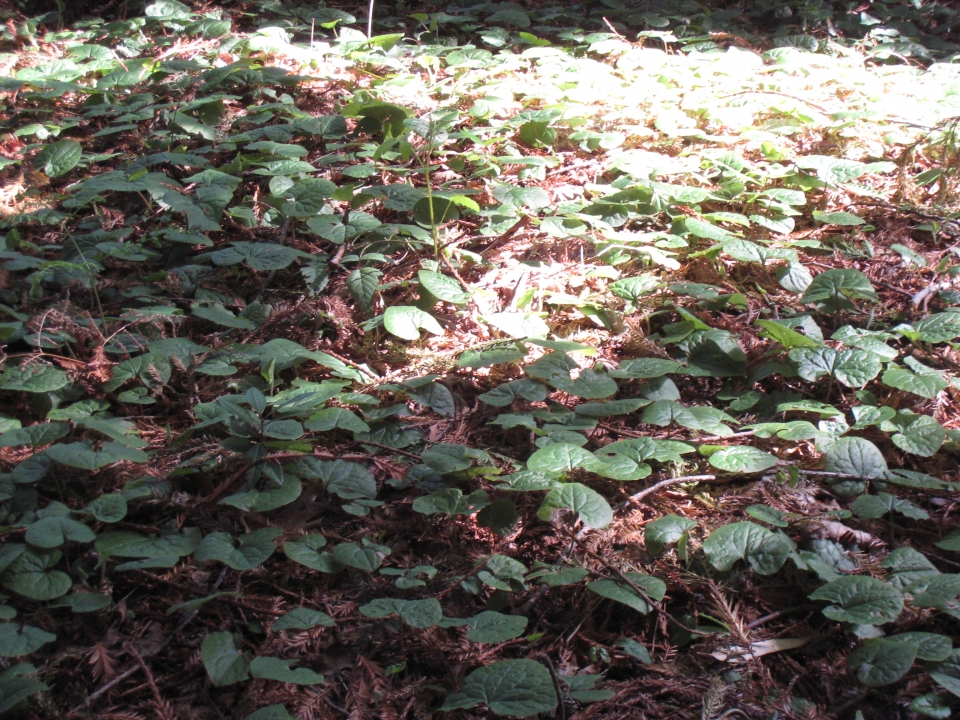 Asarum caudatum