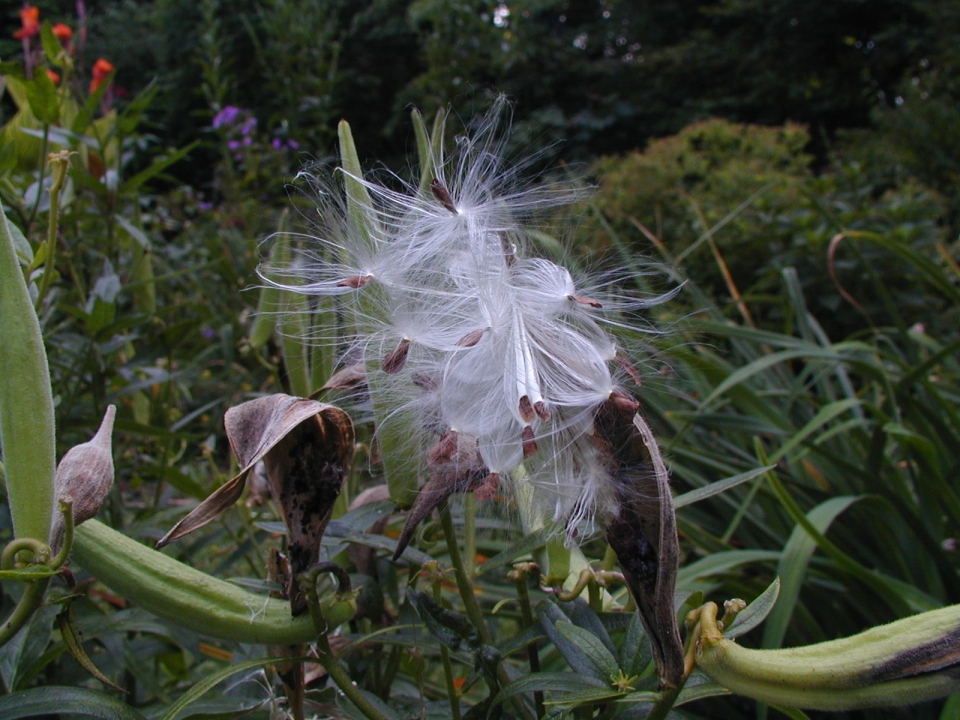 Asclepias tuberosa