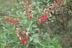 Erythrina crista-galli