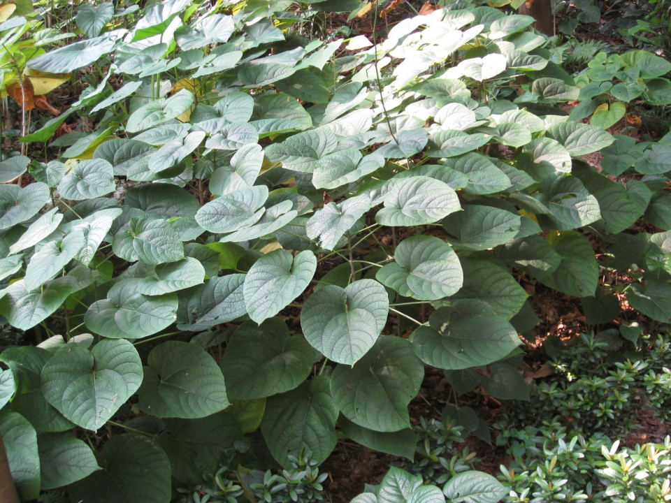 Clerodendrum japonicum