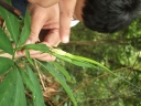 Arisaema heterophyllum