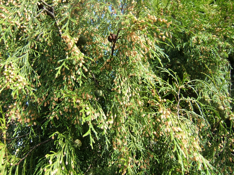 Cupressus funebris