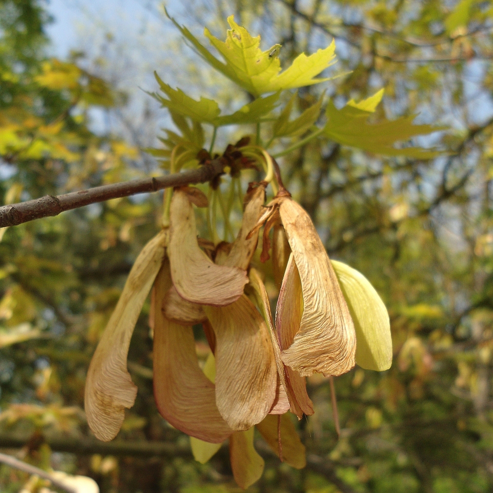 Acer saccharinum