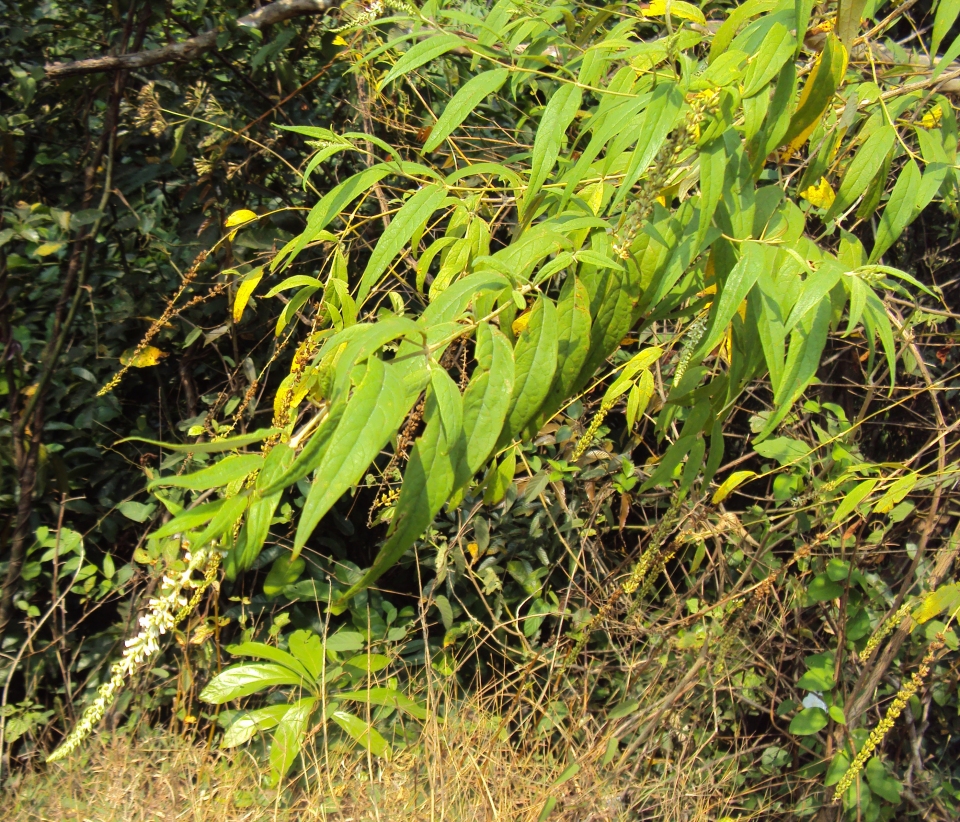 Buddleja asiatica