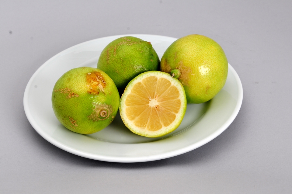 Citrus limon