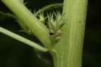 Amaranthus albus