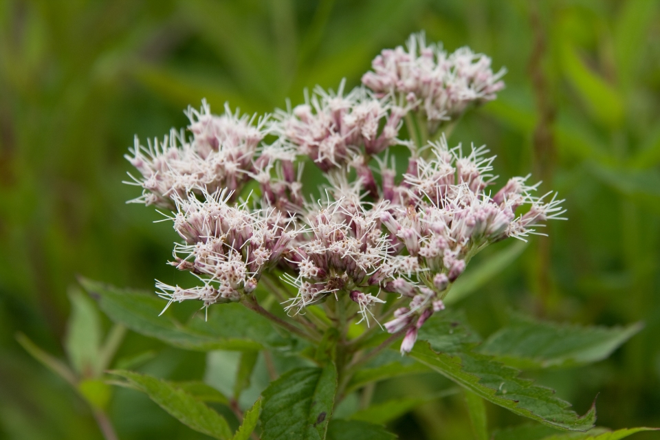 Eupatorium chinense