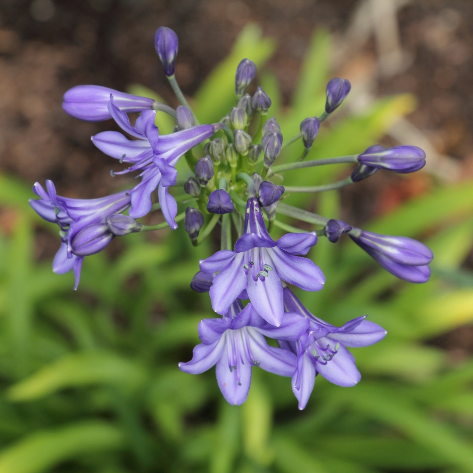 Agapanthus campanulatus