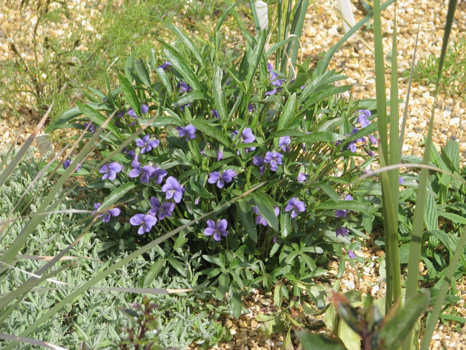 Viola pinnata