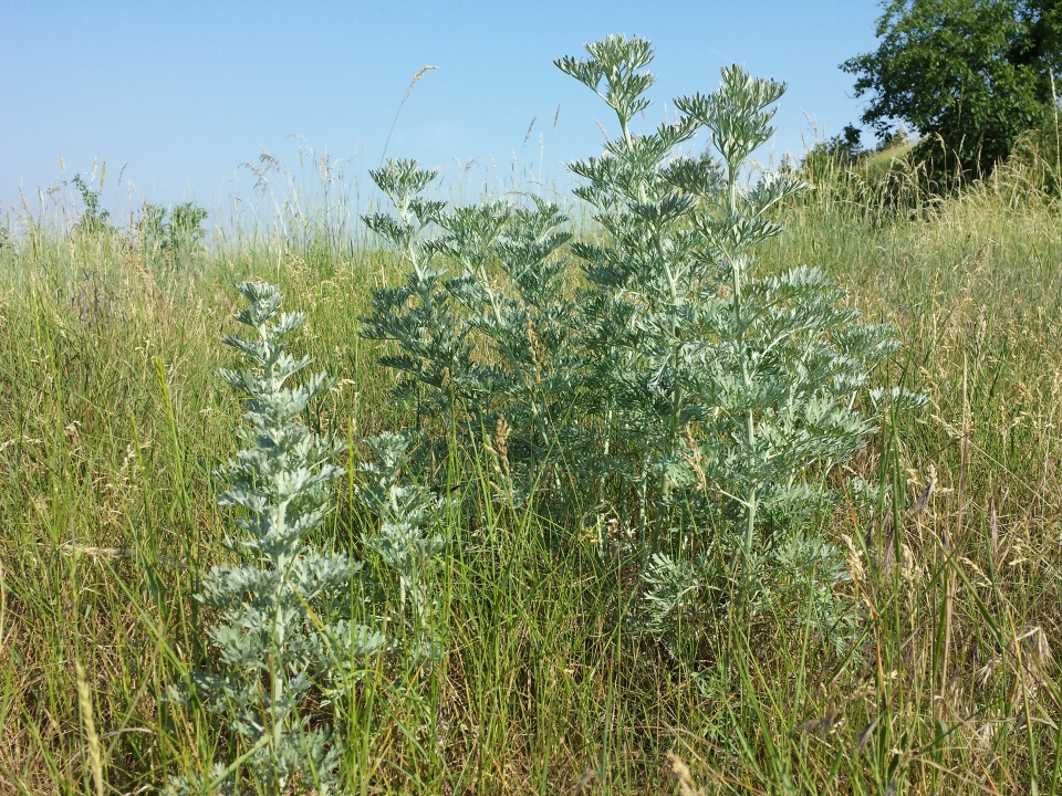 Artemisia absinthium