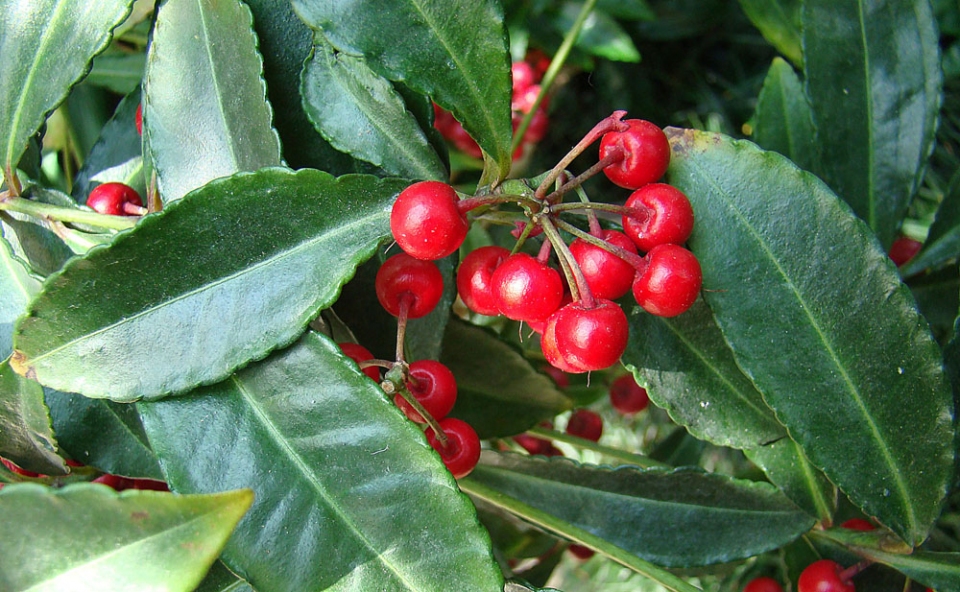 Ardisia crenata