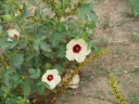 Hibiscus sabdariffa