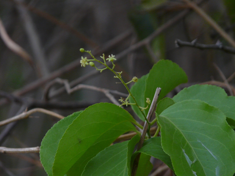 Celastrus paniculatus