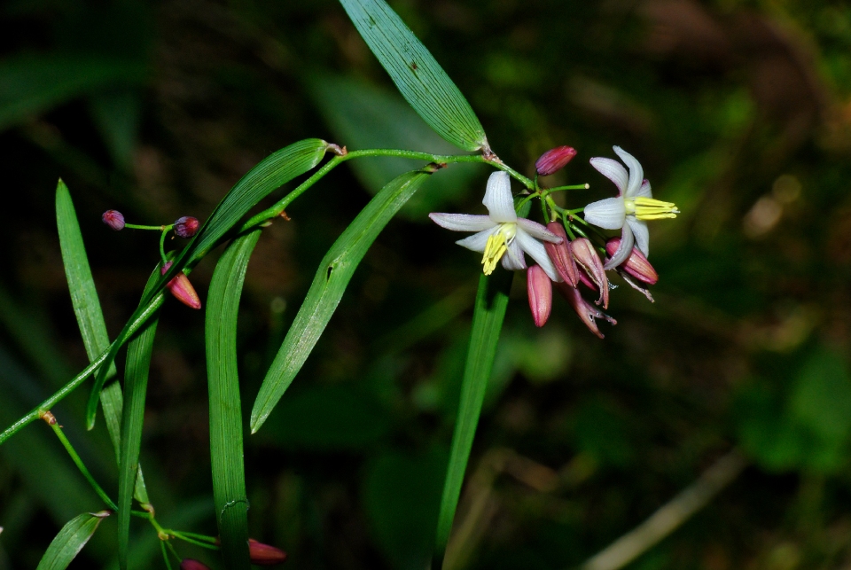 Geitonoplesium cymosum