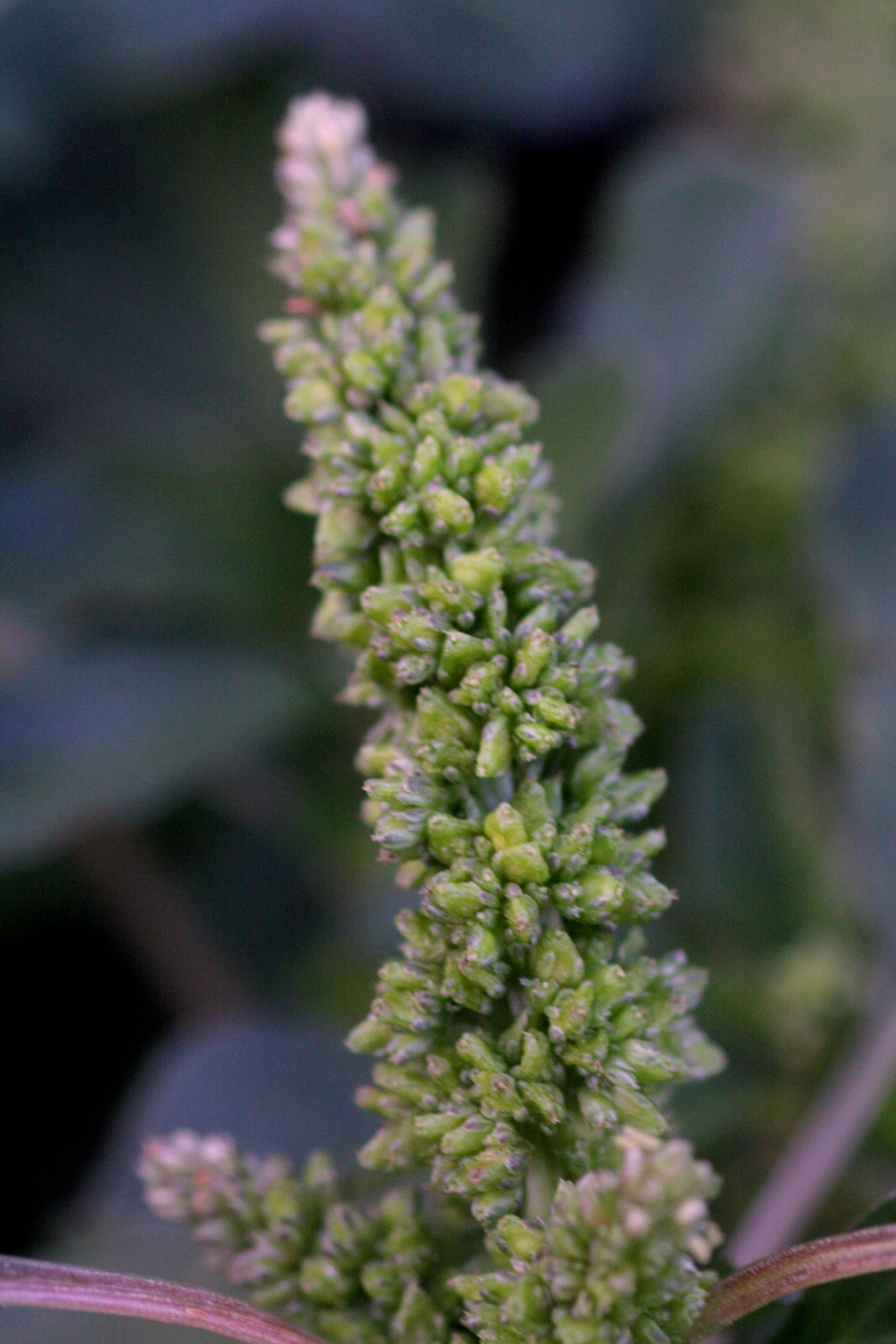 Amaranthus blitum