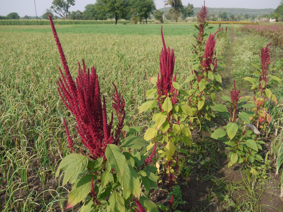 Amaranthus cruentus