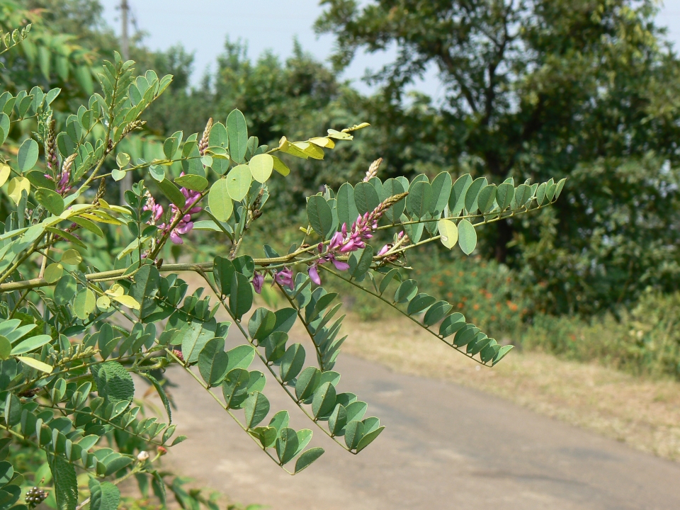 Indigofera cassioides