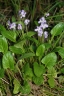 Viola betonicifolia