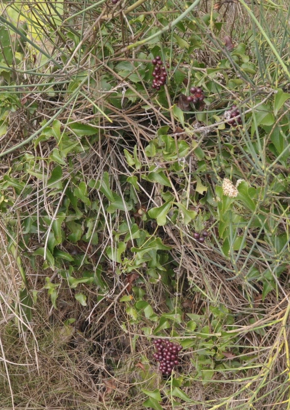 Smilax aspera