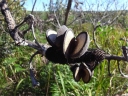 Banksia aemula