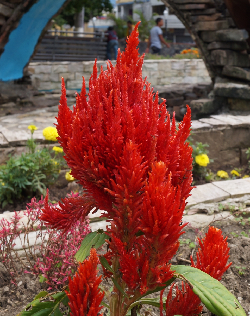 Celosia argentea