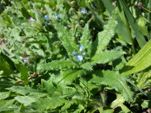 Anchusa arvensis