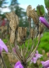 Tulbaghia violacea