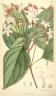 Clerodendrum trichotomum