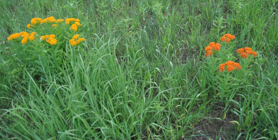 Asclepias tuberosa