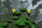 Viola biflora