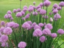 Allium schoenoprasum