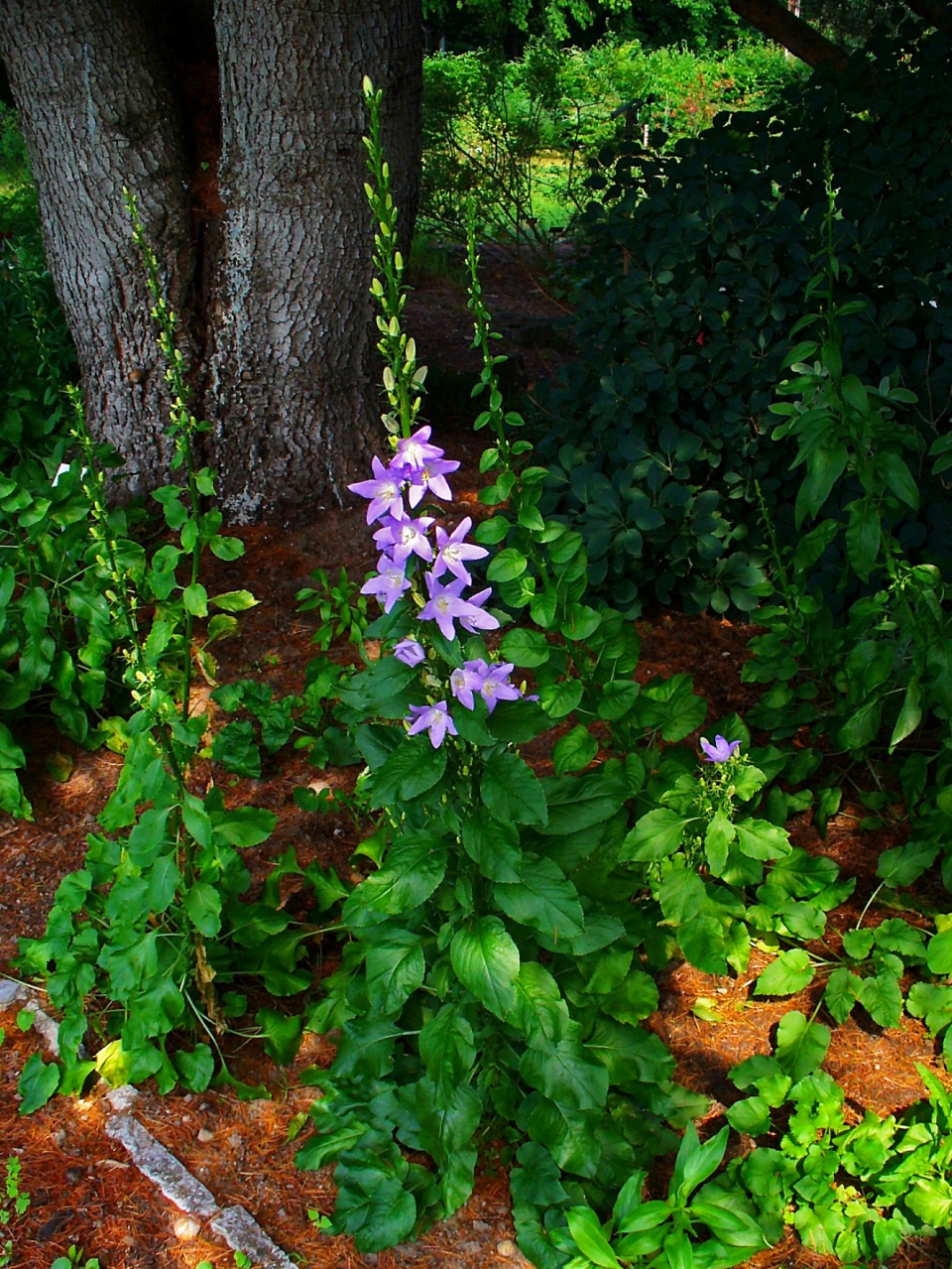 Campanula pyramidalis