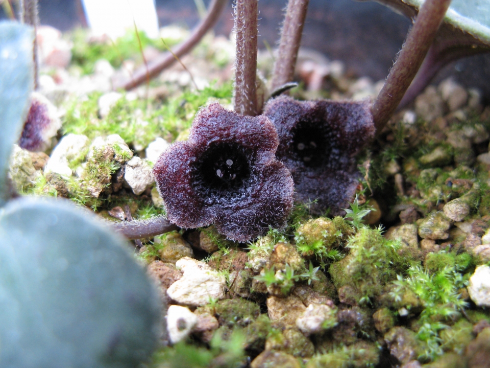 Asarum monodoriflorum