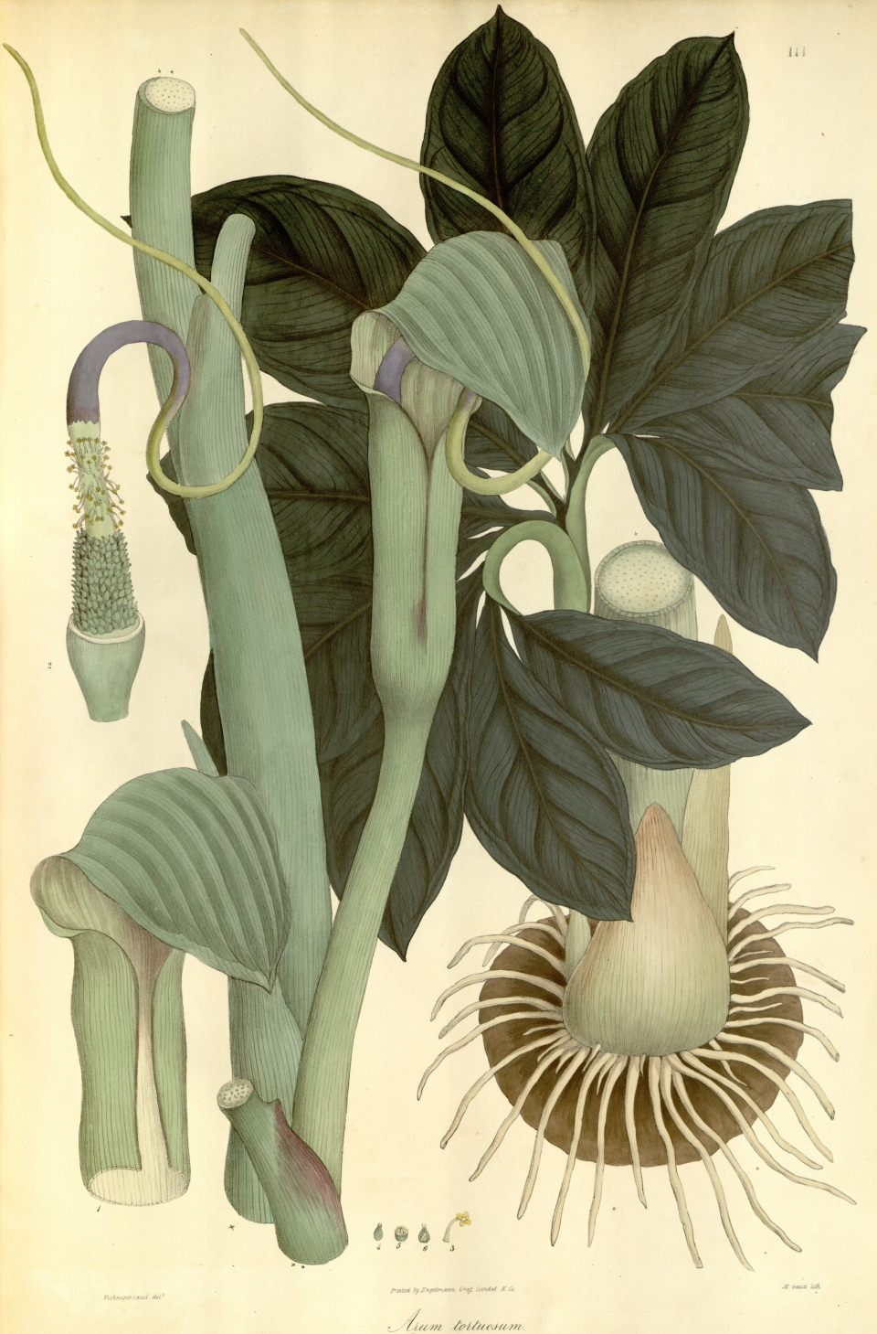 Arisaema tortuosum