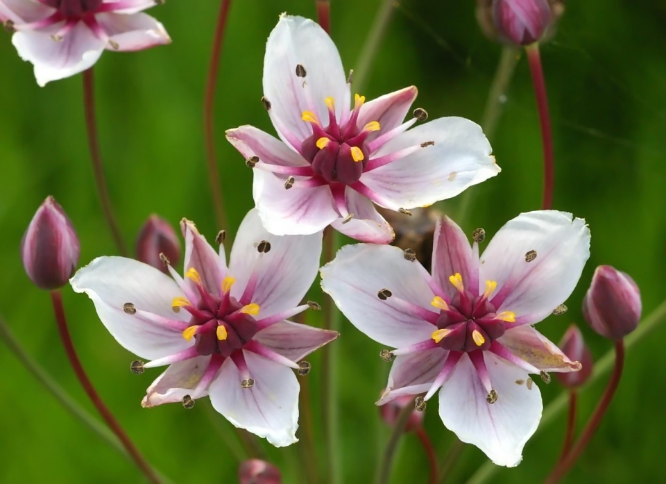 Butomus umbellatus